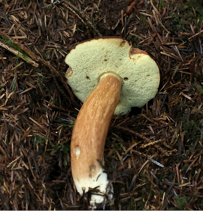 Boletus badius - &copy; Charles Hipkin