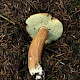 Boletus badius