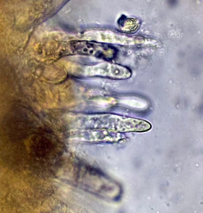 Mycena galopus - &copy; Charles Hipkin