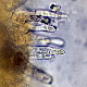 Mycena galopus