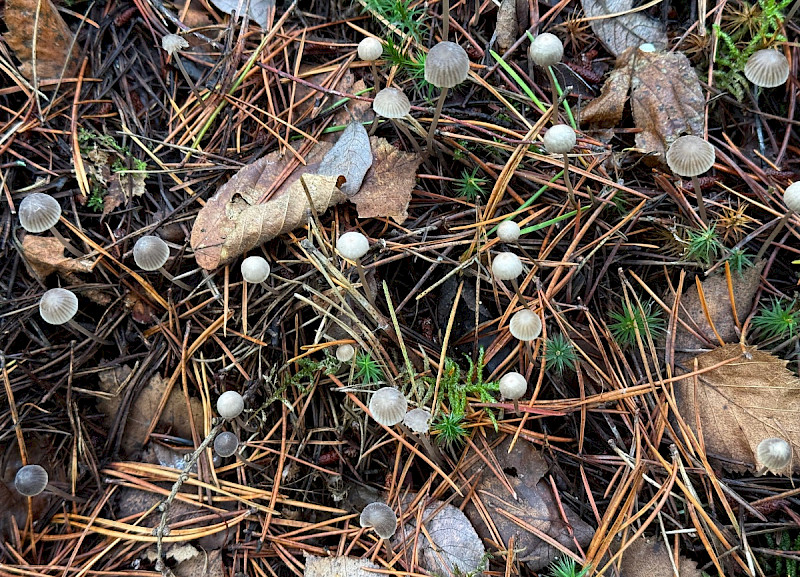 Mycena galopus - &copy; Charles Hipkin