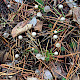 Mycena galopus