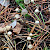 Mycena galopus - &copy; Charles Hipkin