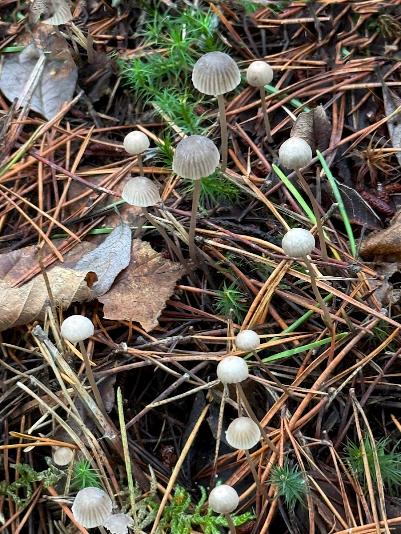 Mycena galopus - &copy; Charles Hipkin
