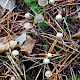 Mycena galopus
