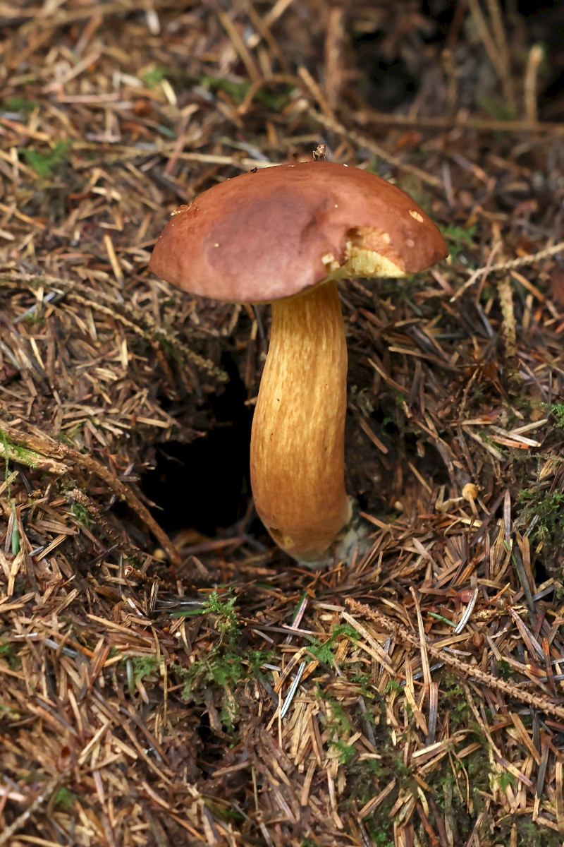 Boletus badius - &copy; Charles Hipkin