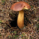 Boletus badius