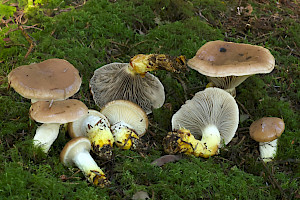 Gomphidius glutinosus Slimy Spike