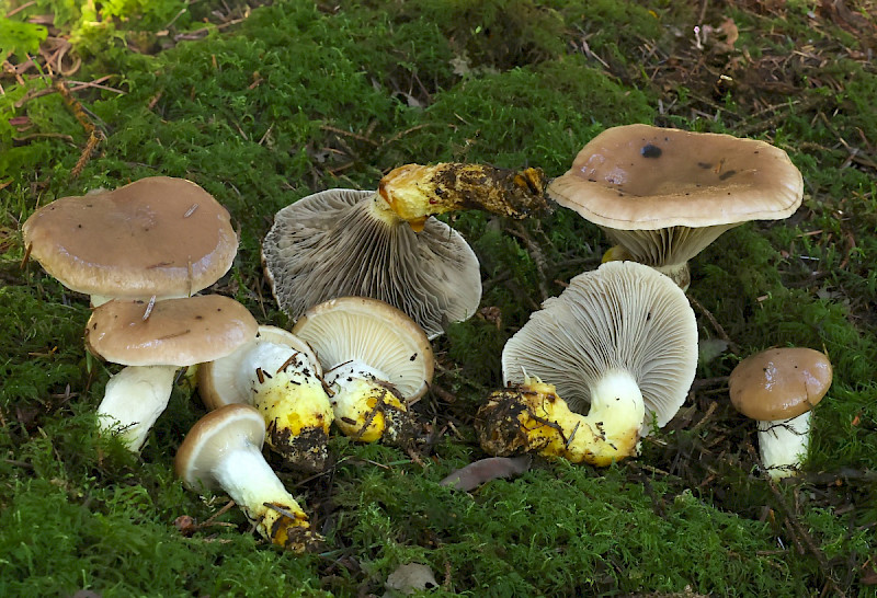 Gomphidius glutinosus - &copy; Charles Hipkin