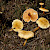 Hygrophoropsis aurantiaca - &copy; Charles Hipkin