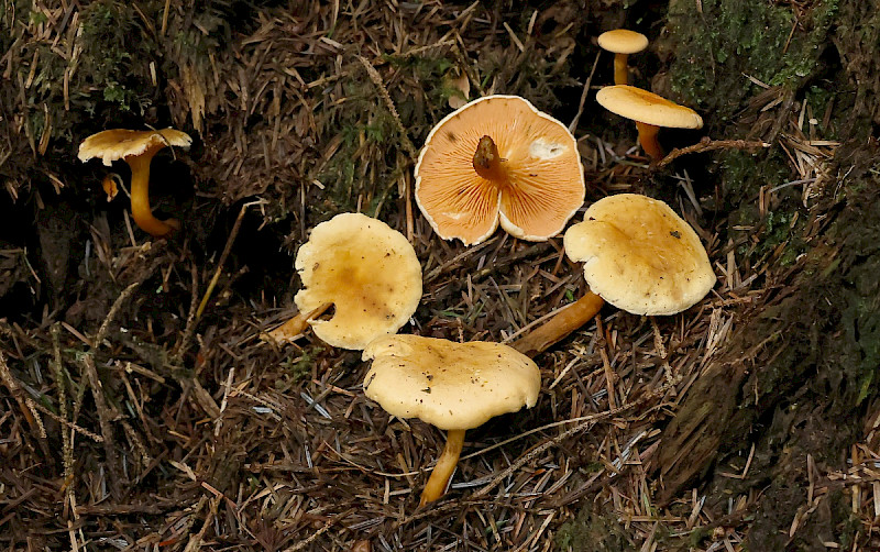 Hygrophoropsis aurantiaca - &copy; Charles Hipkin