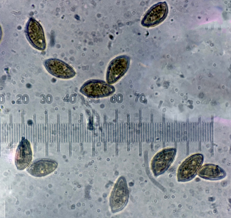 Hebeloma pusillum