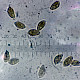 Hebeloma pusillum