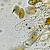 Hebeloma pusillum - &copy; Charles Hipkin
