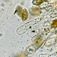 Hebeloma pusillum