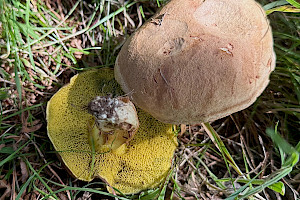 Xerocomus subtomentosus Suede Bolete