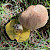 Xerocomus subtomentosus - &copy; Charles Hipkin