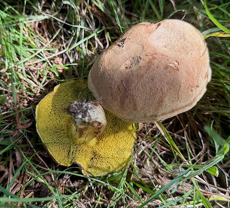 Xerocomus subtomentosus - &copy; Charles Hipkin
