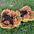 Phaeolus schweinitzii - &copy; Charles Hipkin