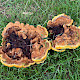 Phaeolus schweinitzii