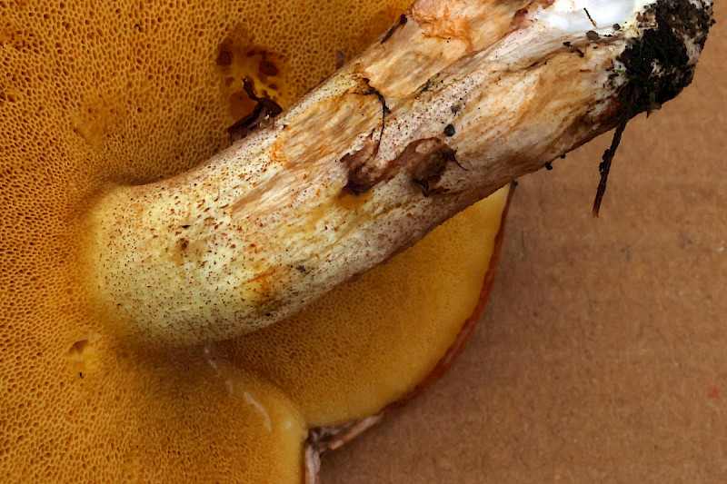 Suillus collinitus - &copy; Charles Hipkin