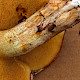 Suillus collinitus