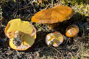Suillus collinitus Ringless Yellow-bolete