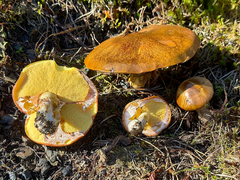 Suillus collinitus - &copy; Charles Hipkin