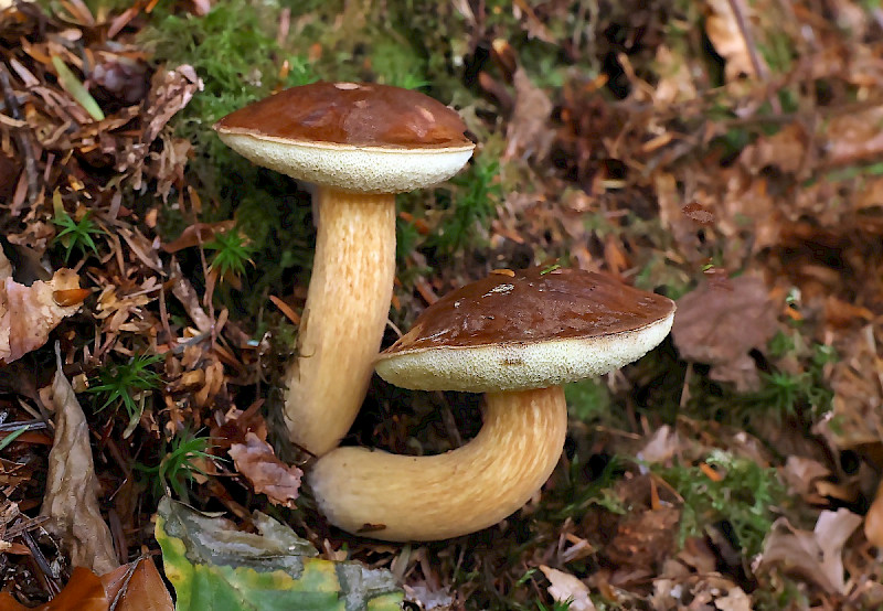 Boletus badius - &copy; Charles Hipkin