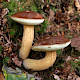 Boletus badius