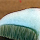 Boletus badius