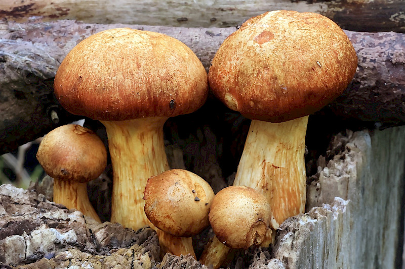 Gymnopilus junonius - &copy; Charles Hipkin
