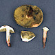 Xerocomus ferrugineus