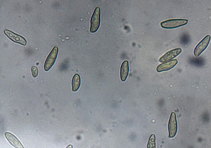 Xerocomus ferrugineus - &copy; Charles Hipkin