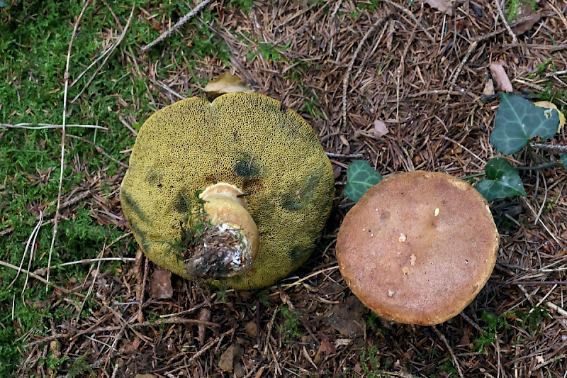 Xerocomus ferrugineus - &copy; Charles Hipkin