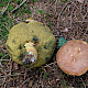Xerocomus ferrugineus
