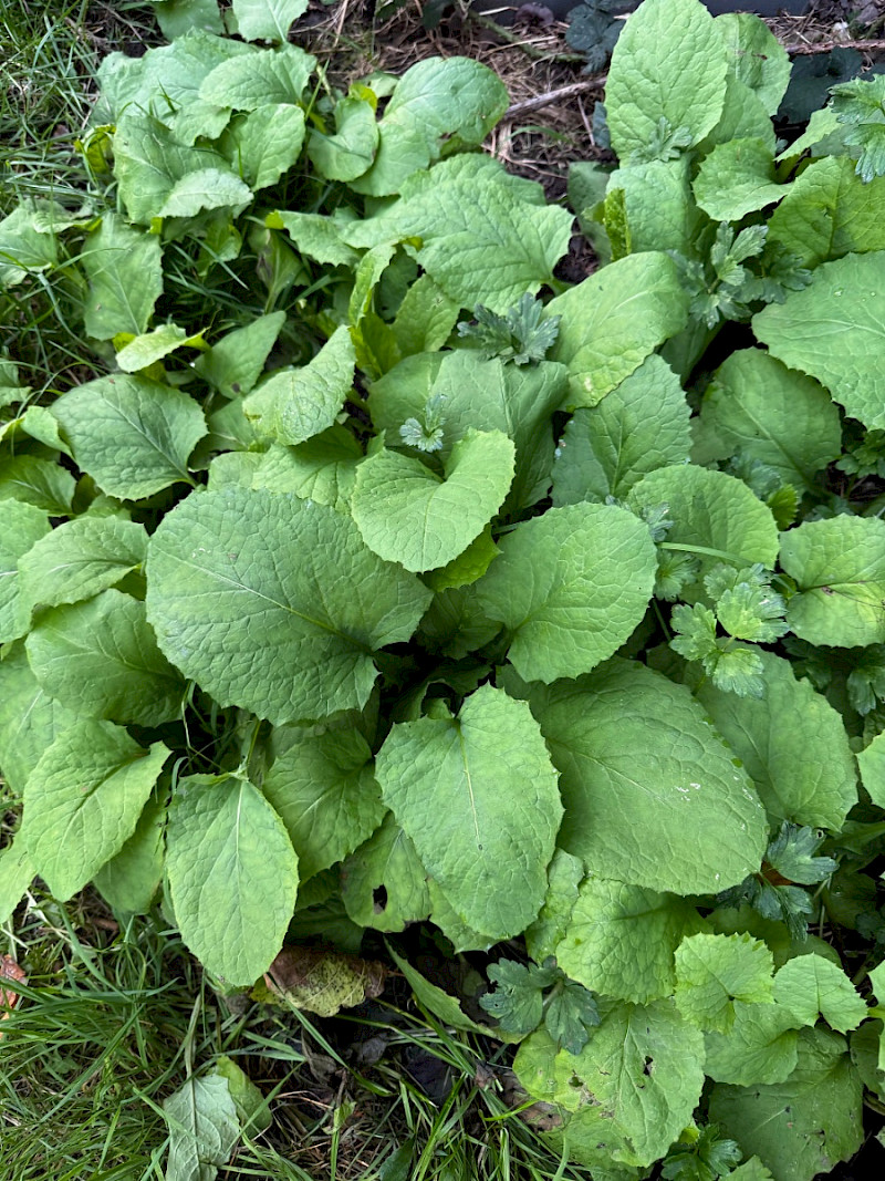 Cicerbita macrophylla - &copy; Charles Hipkin