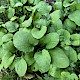 Cicerbita macrophylla