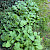 Cicerbita macrophylla - &copy; Charles Hipkin