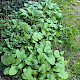 Cicerbita macrophylla