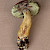 Boletus badius