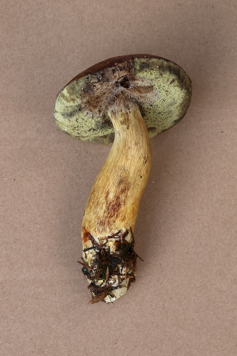 Boletus badius