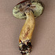 Boletus badius