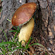Boletus badius