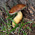 Boletus badius - &copy; Charles Hipkin