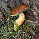 Boletus badius