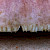 Russula vesca - &copy; Charles Hipkin
