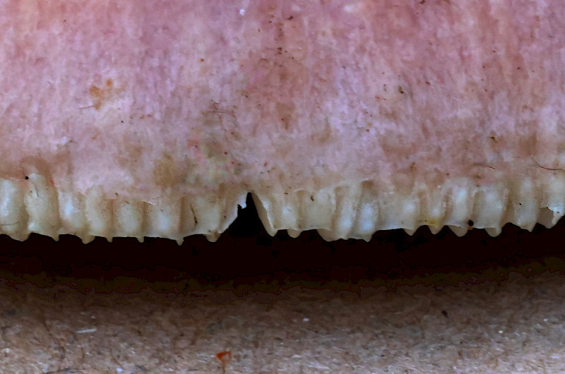 Russula vesca - &copy; Charles Hipkin