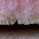 Russula vesca
