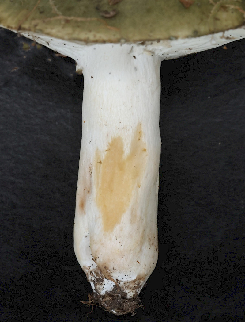 Russula vesca - &copy; Charles Hipkin